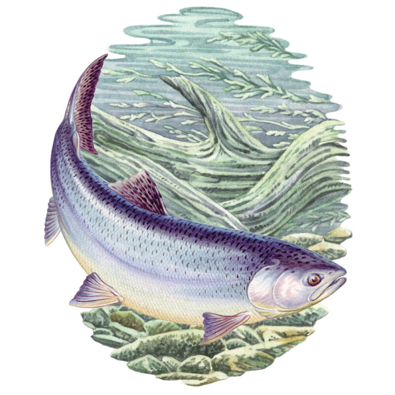 Simon Lucas Score Pad - Atlantic Salmon